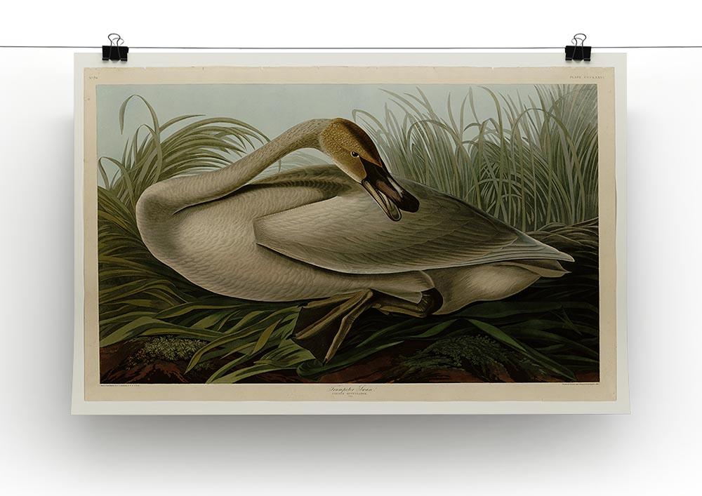 Trumpeter_Swan by Audubon Canvas Print or Poster - Canvas Art Rocks - 2