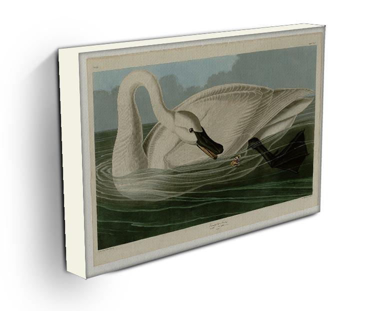 Trumpeter Swan by Audubon Canvas Print or Poster - Canvas Art Rocks - 3