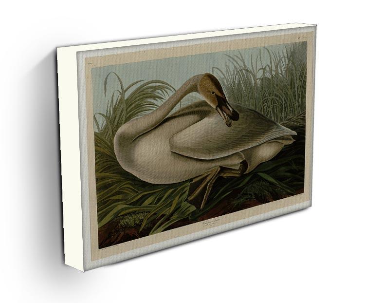 Trumpeter_Swan by Audubon Canvas Print or Poster - Canvas Art Rocks - 3