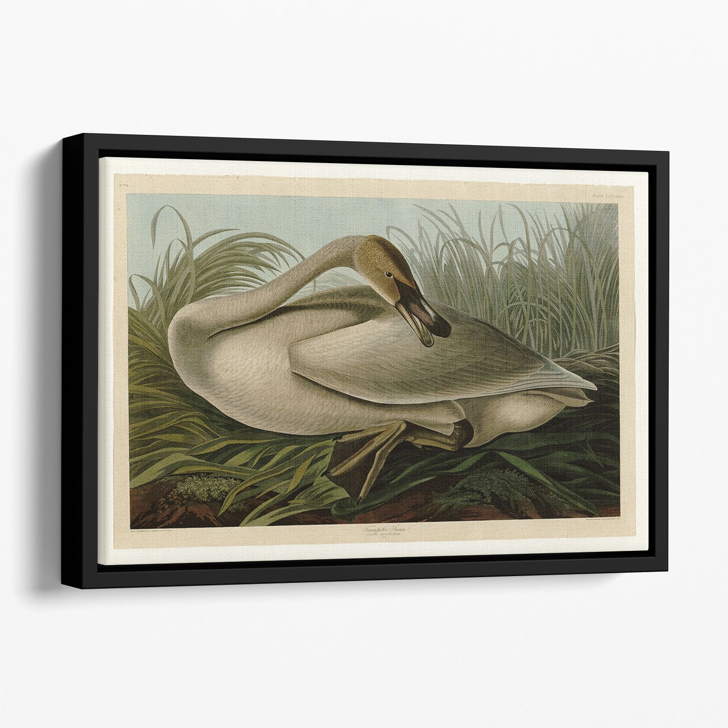 Trumpeter_Swan by Audubon Floating Framed Canvas