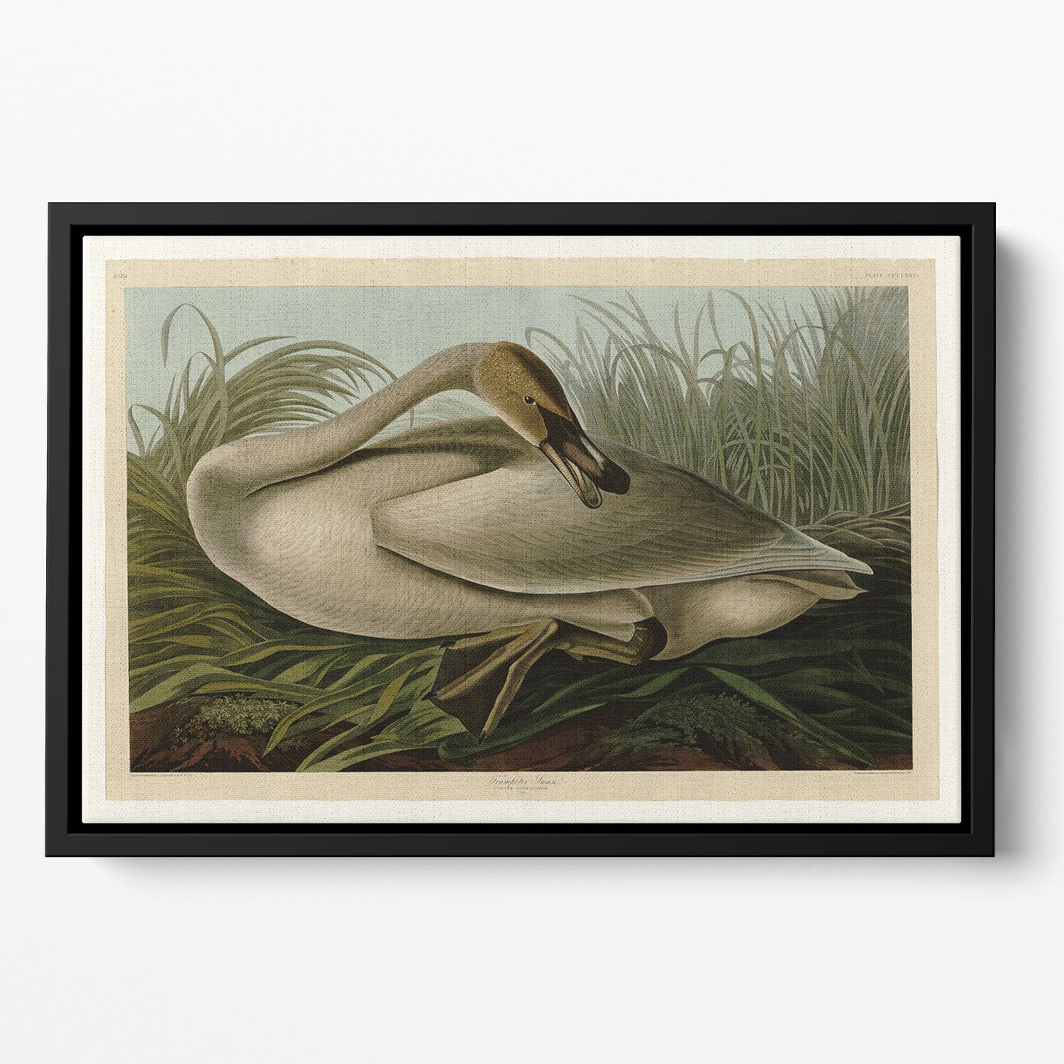 Trumpeter_Swan by Audubon Floating Framed Canvas