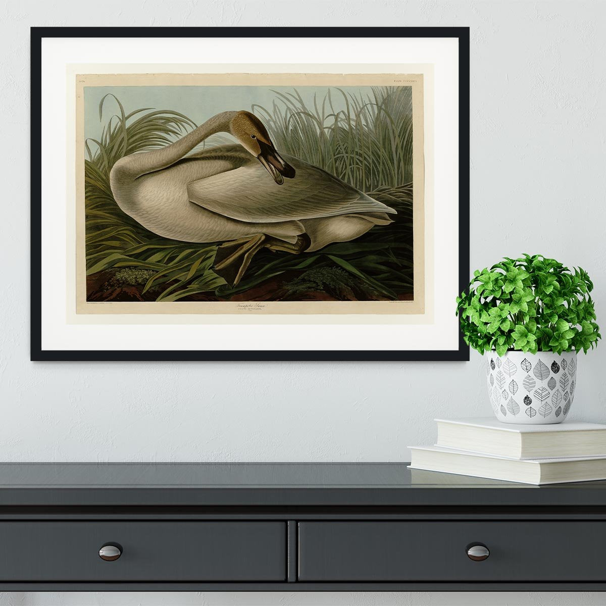 Trumpeter_Swan by Audubon Framed Print - Canvas Art Rocks - 1