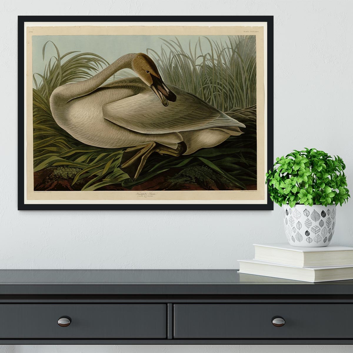 Trumpeter_Swan by Audubon Framed Print - Canvas Art Rocks - 2