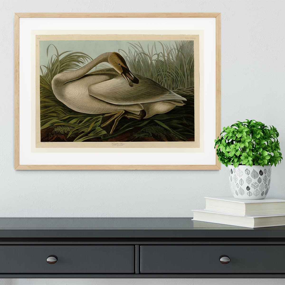 Trumpeter_Swan by Audubon Framed Print - Canvas Art Rocks - 3