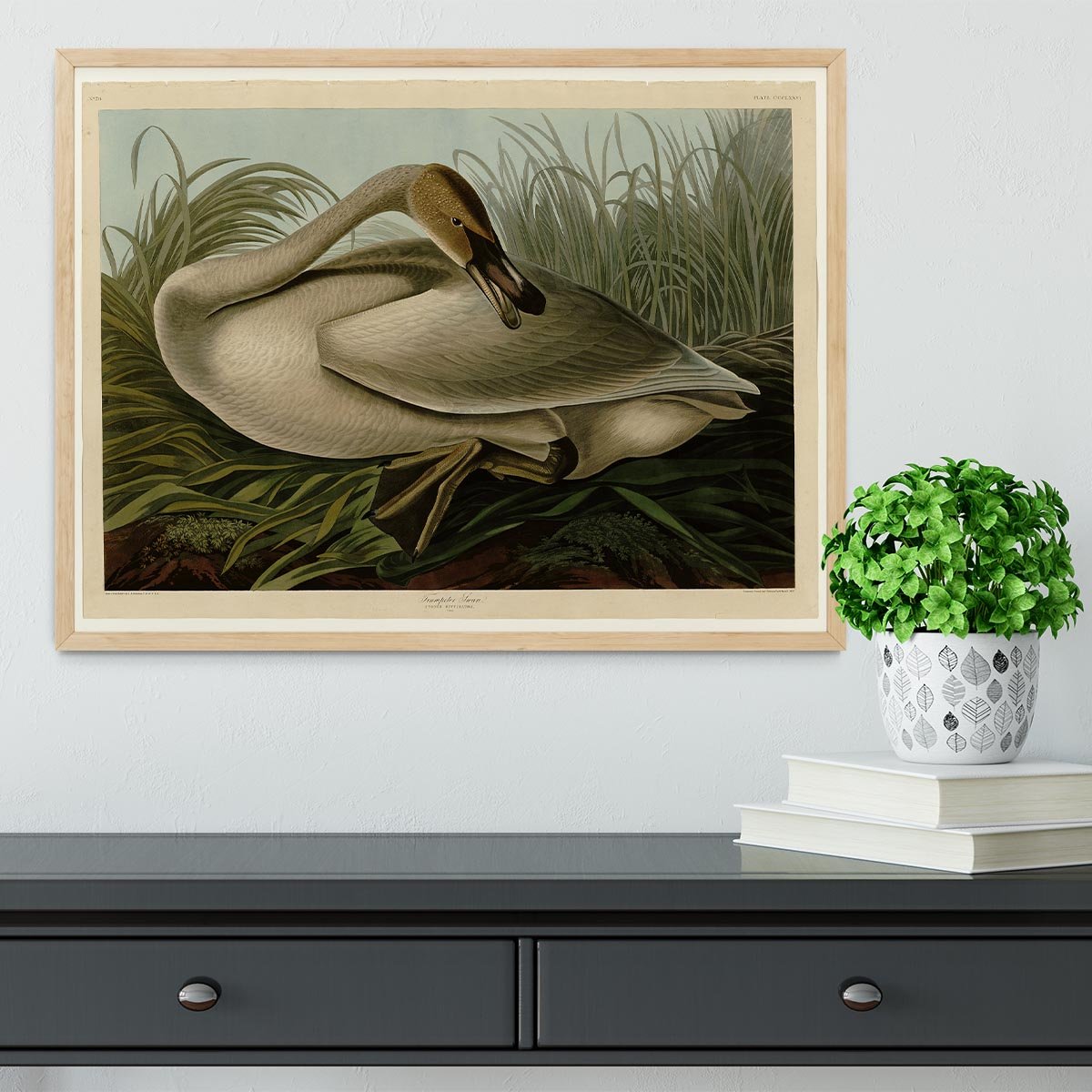 Trumpeter_Swan by Audubon Framed Print - Canvas Art Rocks - 4