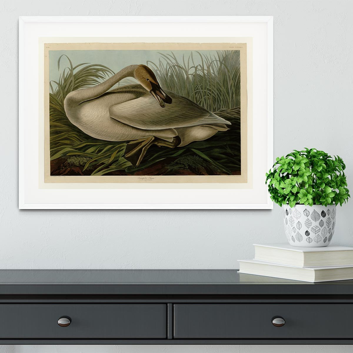 Trumpeter_Swan by Audubon Framed Print - Canvas Art Rocks - 5