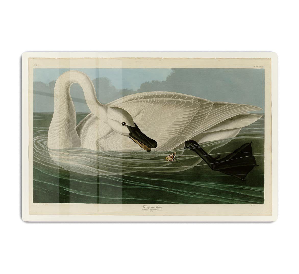 Trumpeter Swan by Audubon HD Metal Print - Canvas Art Rocks - 1