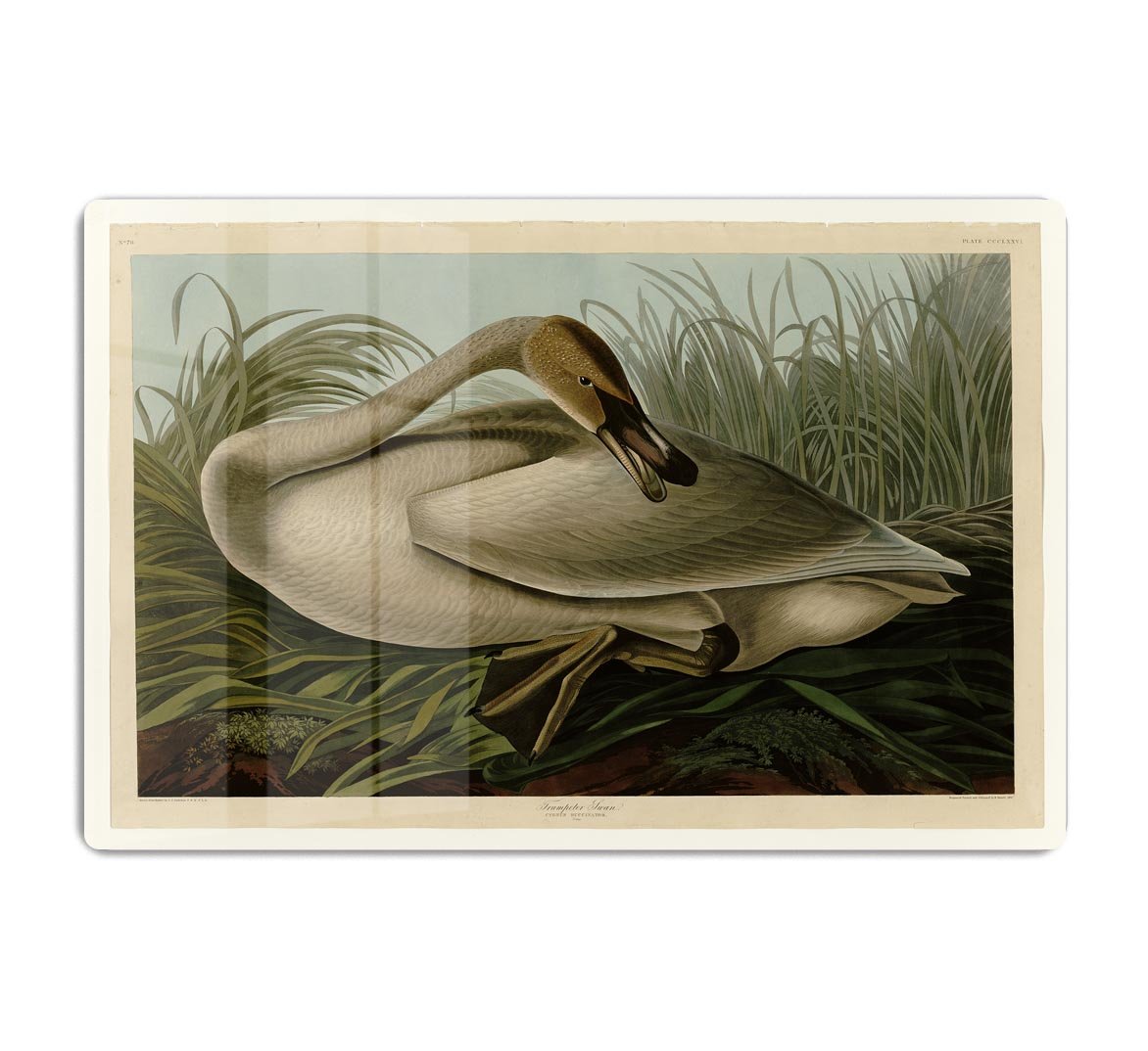 Trumpeter_Swan by Audubon HD Metal Print - Canvas Art Rocks - 1