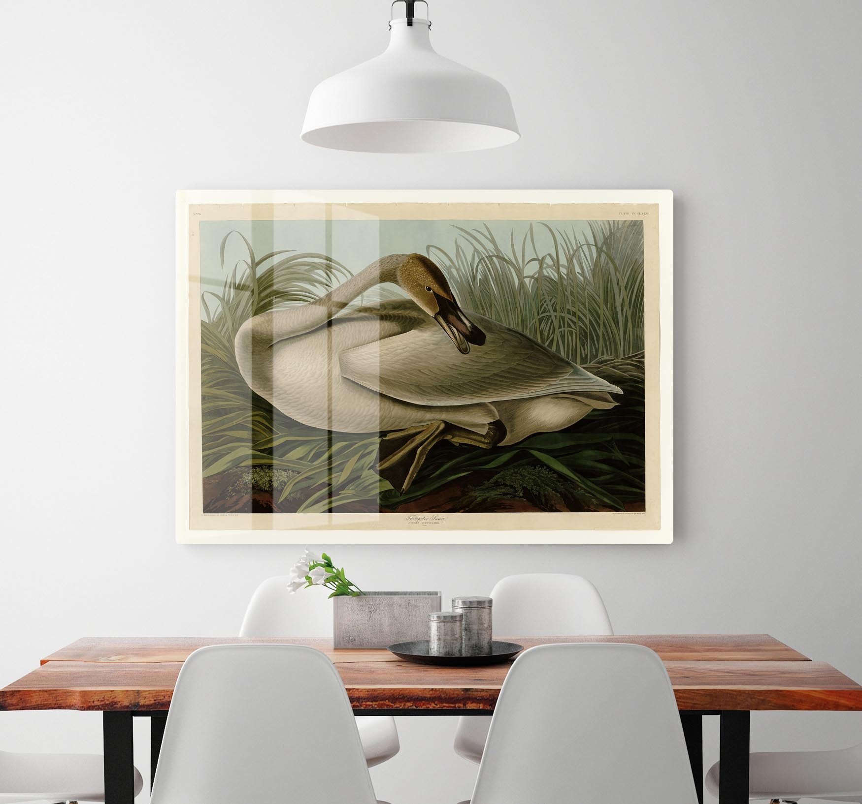 Trumpeter_Swan by Audubon HD Metal Print - Canvas Art Rocks - 2