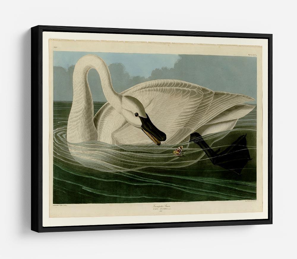 Trumpeter Swan by Audubon HD Metal Print - Canvas Art Rocks - 6