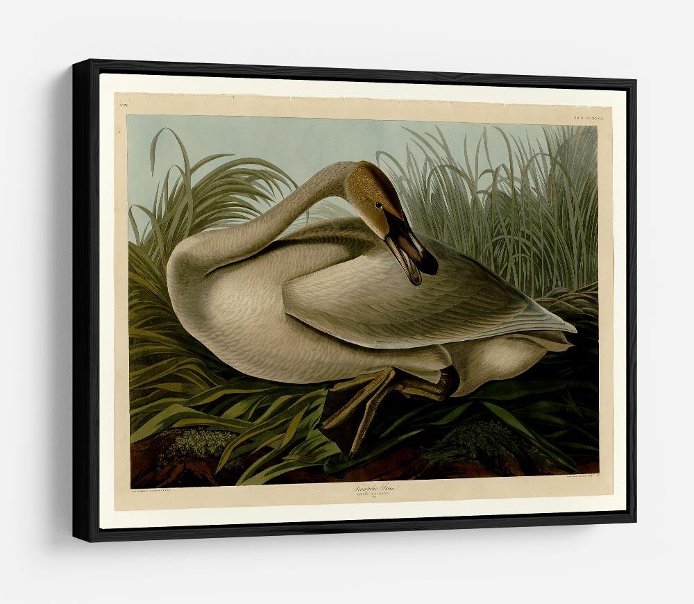 Trumpeter_Swan by Audubon HD Metal Print - Canvas Art Rocks - 6
