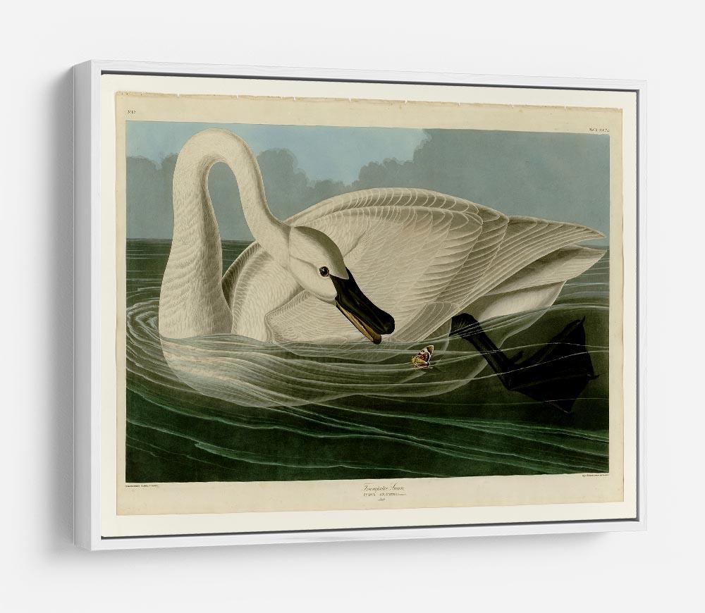 Trumpeter Swan by Audubon HD Metal Print - Canvas Art Rocks - 7