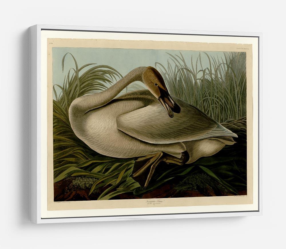 Trumpeter_Swan by Audubon HD Metal Print - Canvas Art Rocks - 7