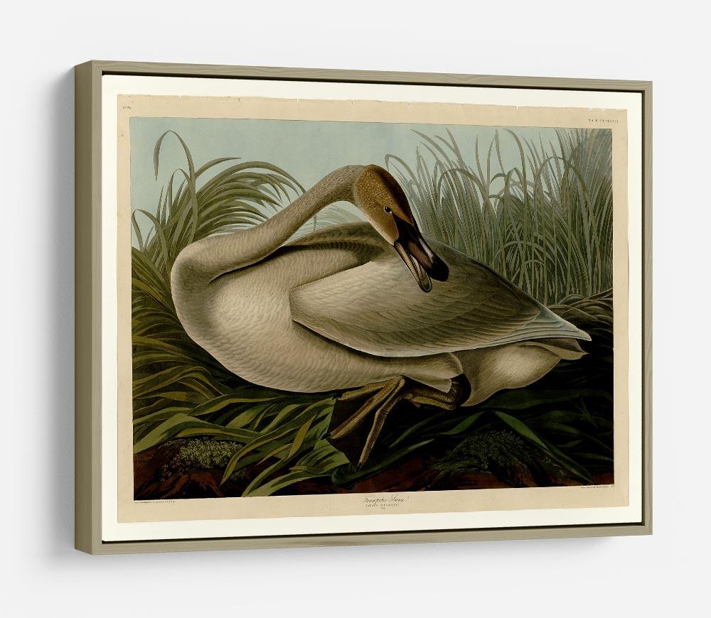 Trumpeter_Swan by Audubon HD Metal Print - Canvas Art Rocks - 8