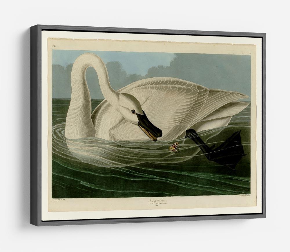 Trumpeter Swan by Audubon HD Metal Print - Canvas Art Rocks - 9