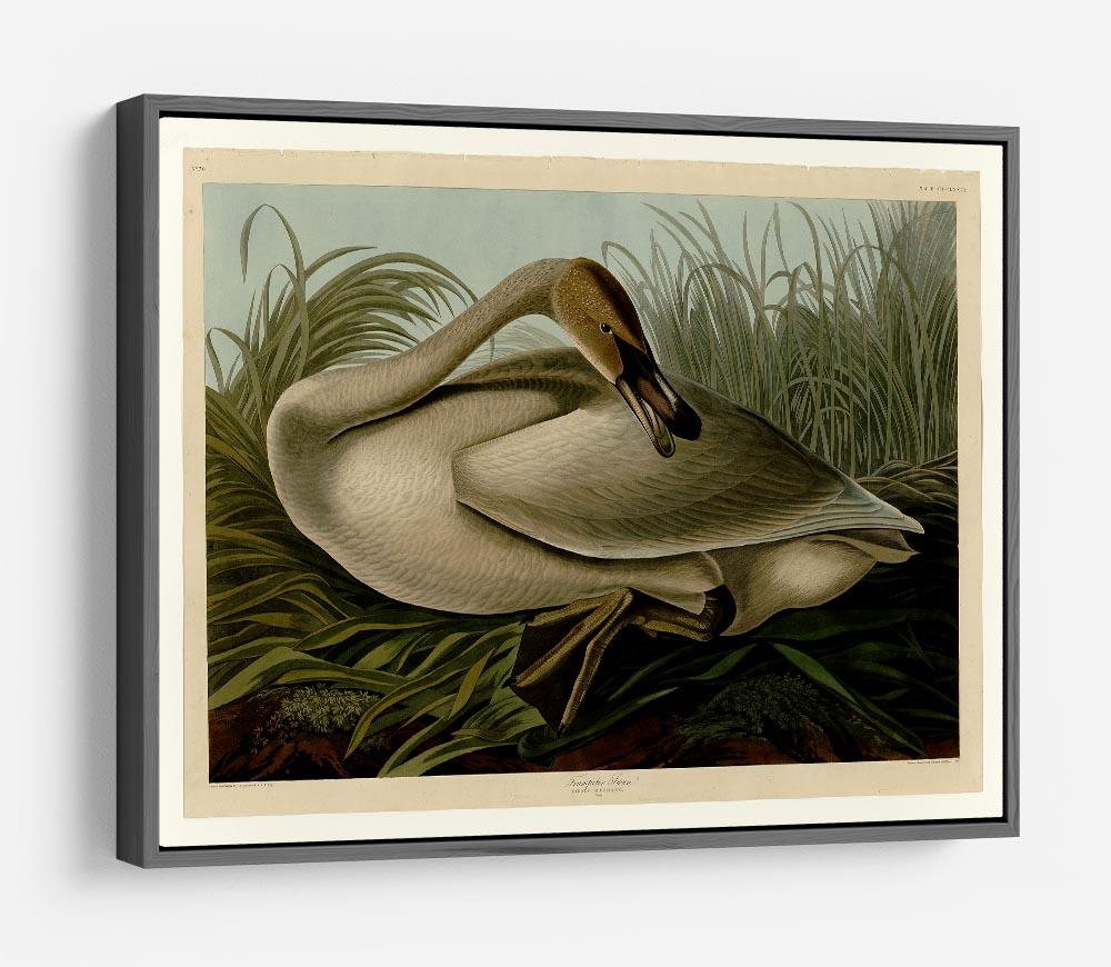 Trumpeter_Swan by Audubon HD Metal Print - Canvas Art Rocks - 9