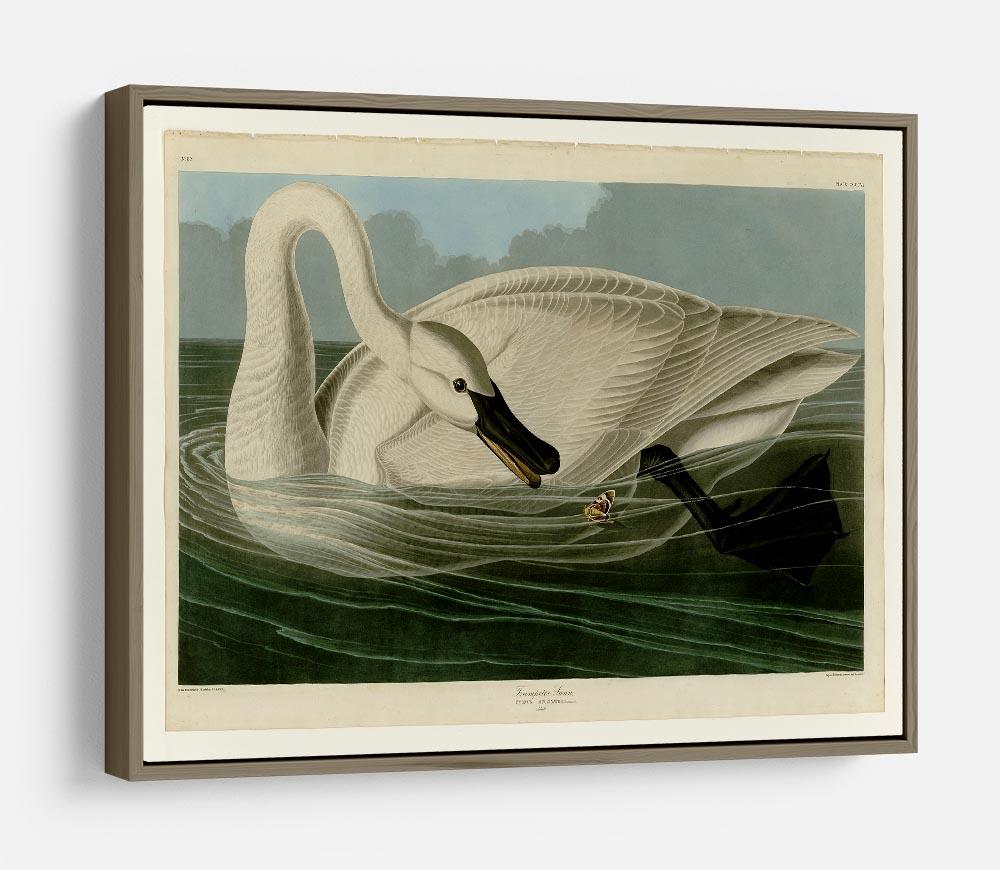Trumpeter Swan by Audubon HD Metal Print - Canvas Art Rocks - 10