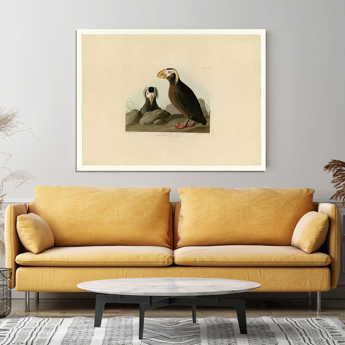 Tufted Auk by Audubon Canvas Print or Poster