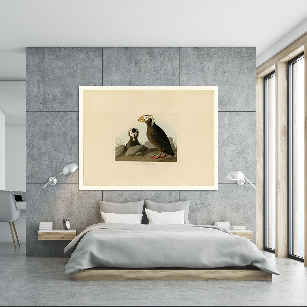 Tufted Auk by Audubon Canvas Print or Poster