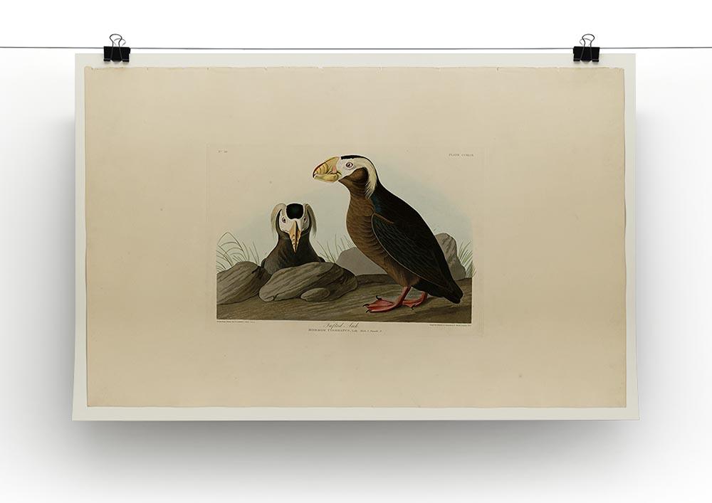Tufted Auk by Audubon Canvas Print or Poster - Canvas Art Rocks - 2