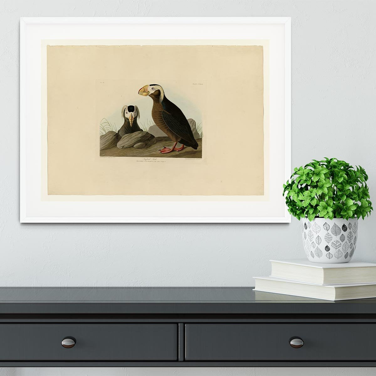 Tufted Auk by Audubon Framed Print - Canvas Art Rocks - 5