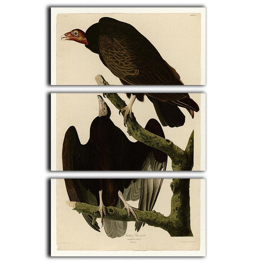 Turkey Buzzard by Audubon 3 Split Panel Canvas Print - Canvas Art Rocks - 1