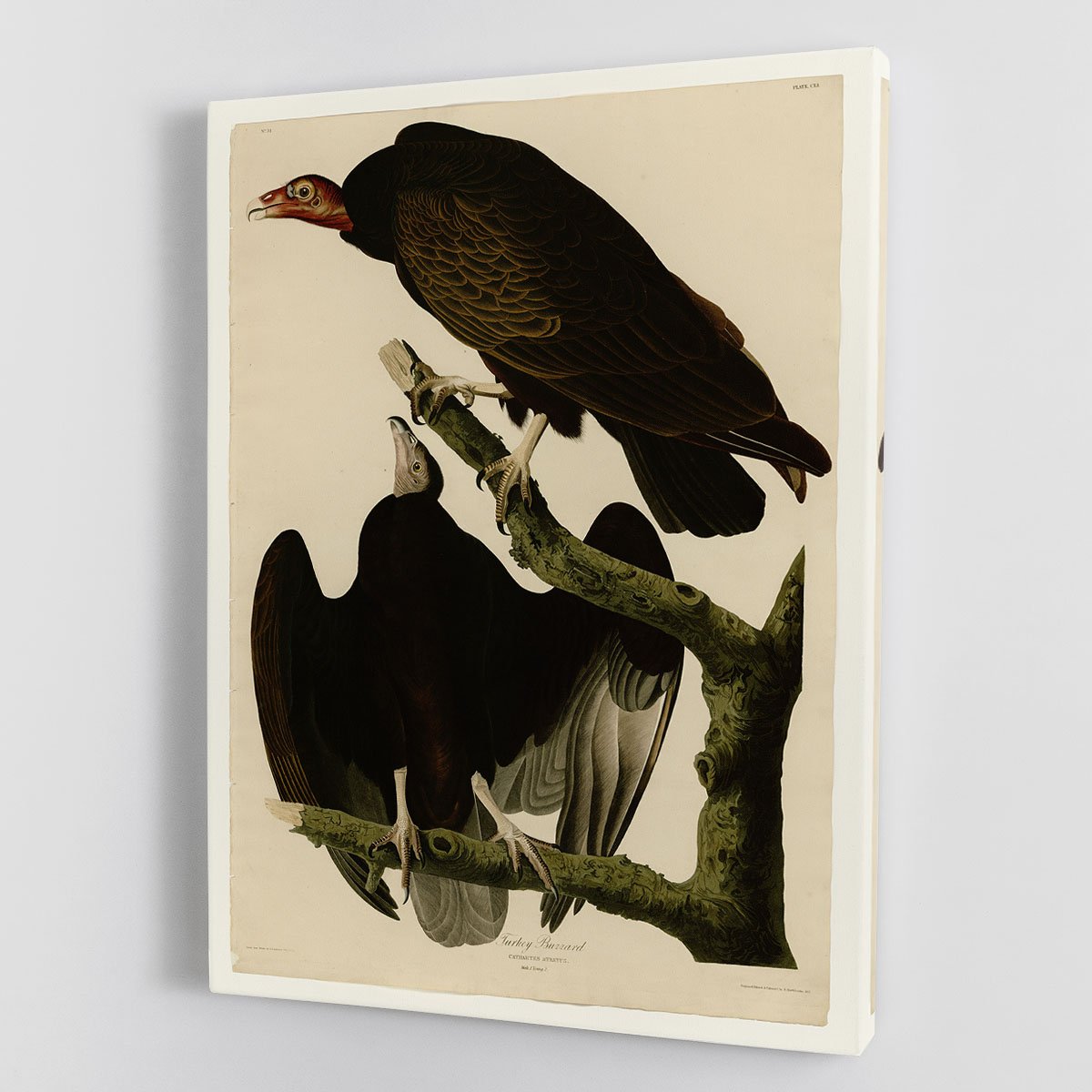 Turkey Buzzard by Audubon Canvas Print or Poster
