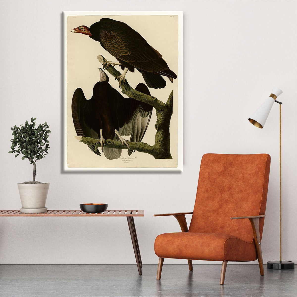 Turkey Buzzard by Audubon Canvas Print or Poster
