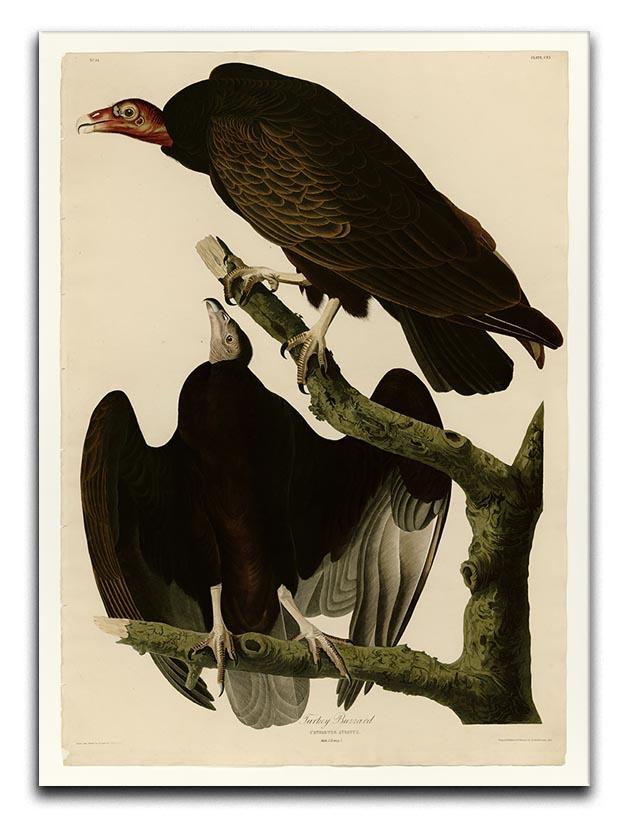 Turkey Buzzard by Audubon Canvas Print or Poster - Canvas Art Rocks - 1