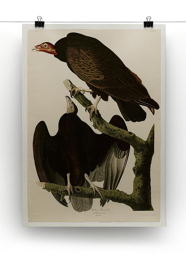 Turkey Buzzard by Audubon Canvas Print or Poster - Canvas Art Rocks - 2