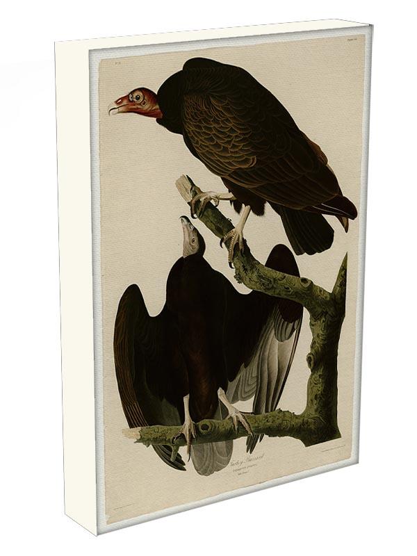 Turkey Buzzard by Audubon Canvas Print or Poster - Canvas Art Rocks - 3