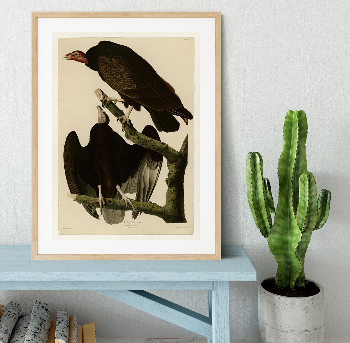 Turkey Buzzard by Audubon Framed Print - Canvas Art Rocks - 3