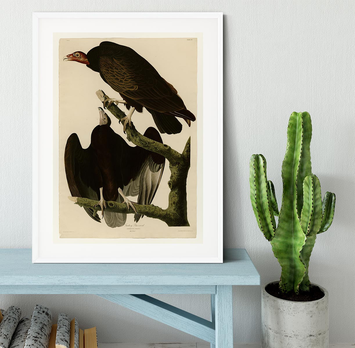 Turkey Buzzard by Audubon Framed Print - Canvas Art Rocks - 5
