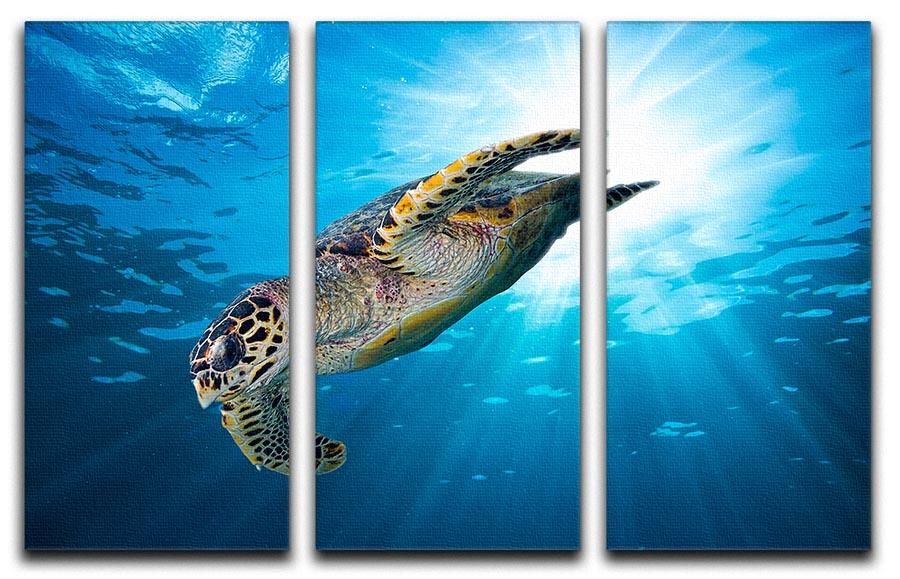 Turtle dive 3 Split Panel Canvas Print - Canvas Art Rocks - 1