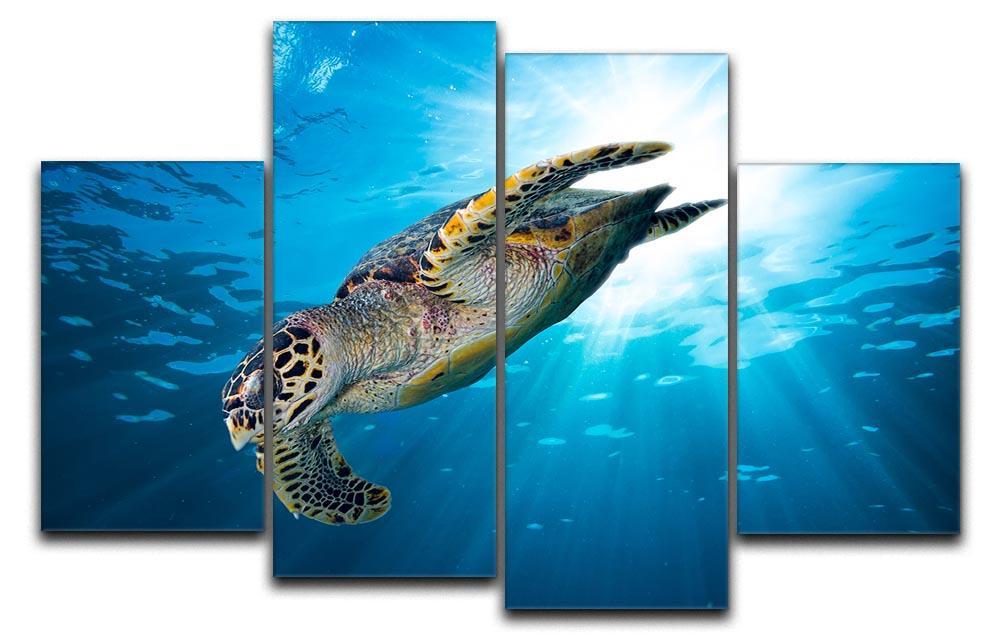Turtle dive 4 Split Panel Canvas  - Canvas Art Rocks - 1
