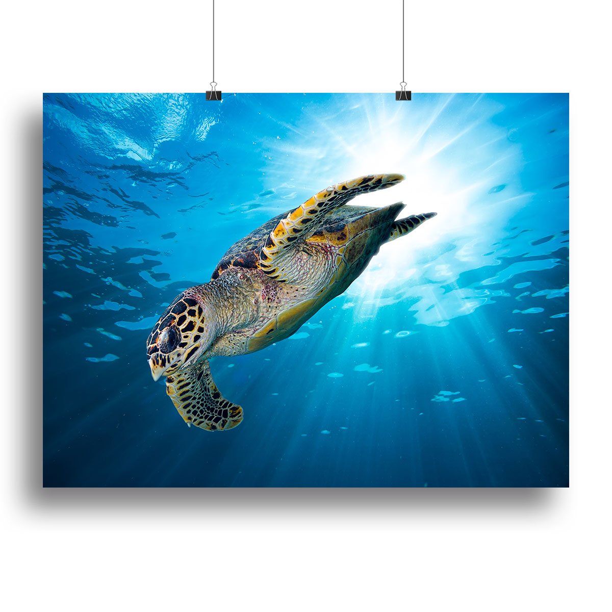 Turtle dive Canvas Print or Poster