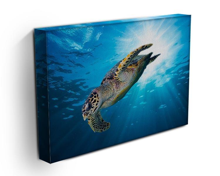 Turtle dive Canvas Print or Poster - Canvas Art Rocks - 3