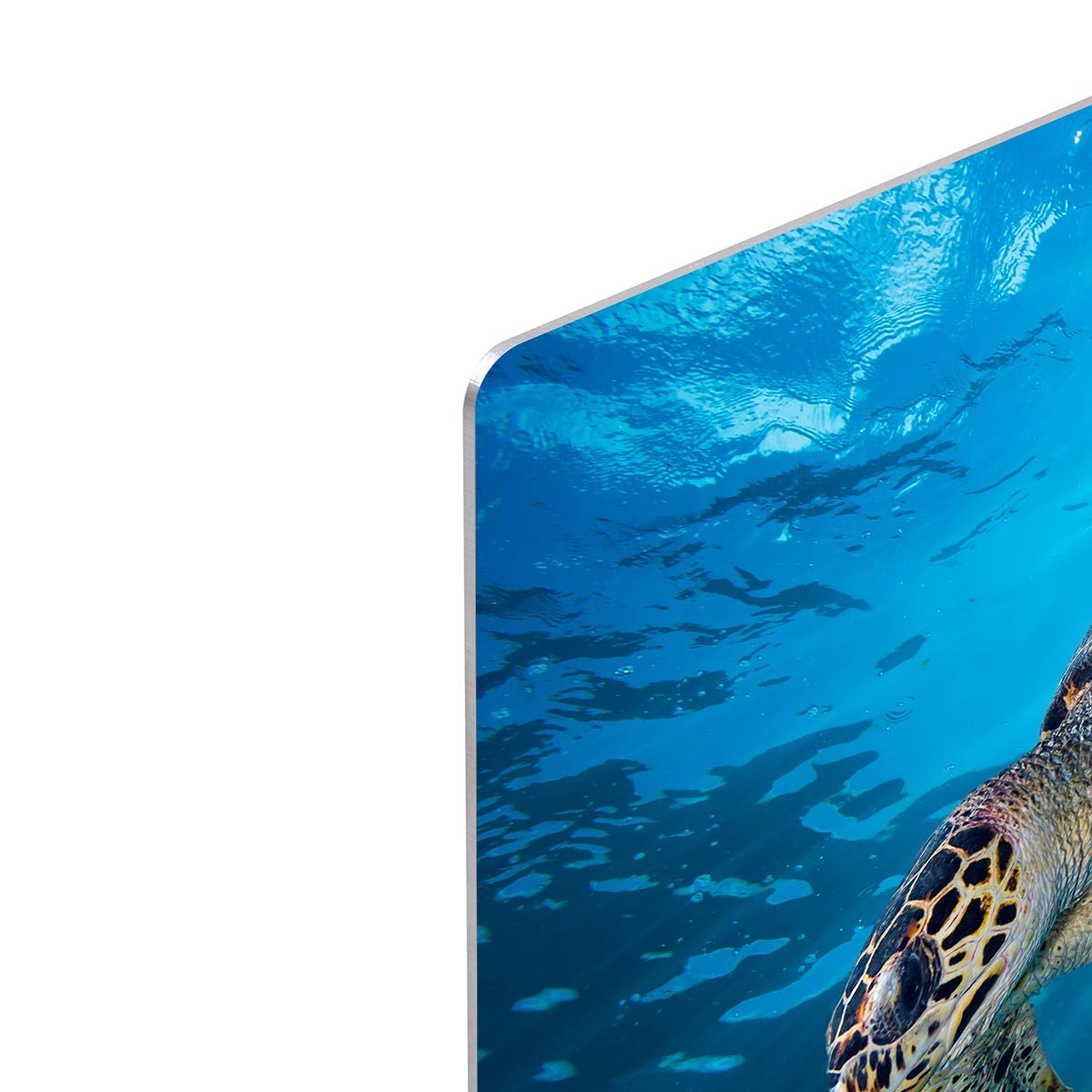 Turtle dive HD Metal Print