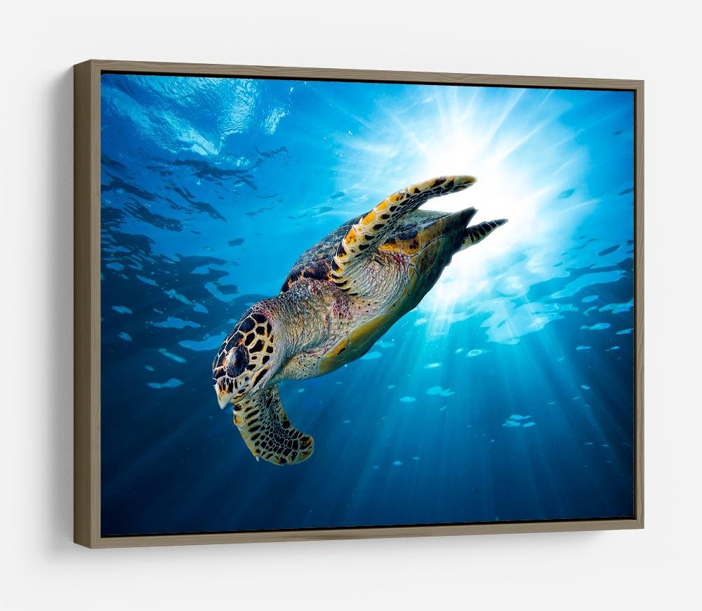 Turtle dive HD Metal Print