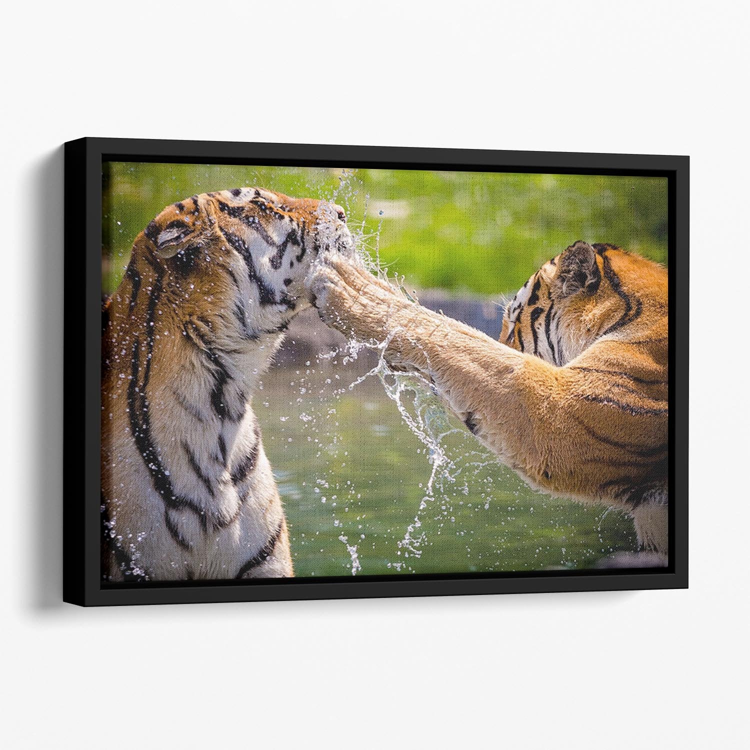 Two adult tigers at play in the water Floating Framed Canvas - Canvas Art Rocks - 1