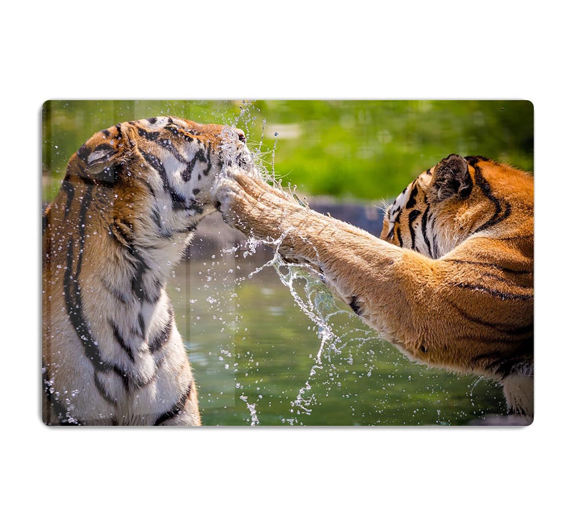 Two adult tigers at play in the water HD Metal Print - Canvas Art Rocks - 1