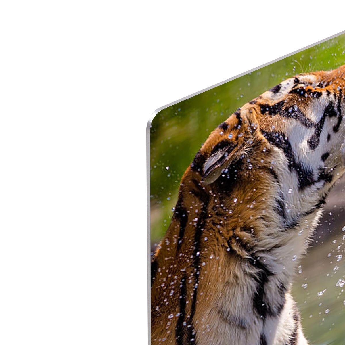 Two adult tigers at play in the water HD Metal Print - Canvas Art Rocks - 4