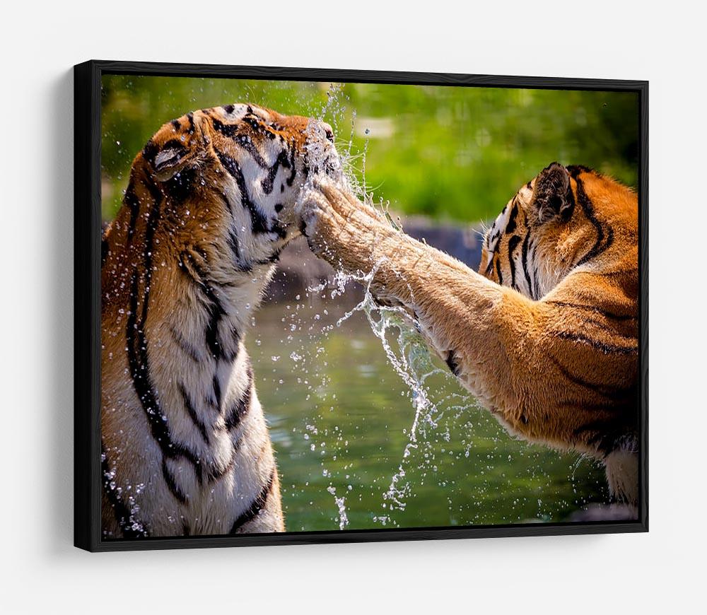 Two adult tigers at play in the water HD Metal Print - Canvas Art Rocks - 6