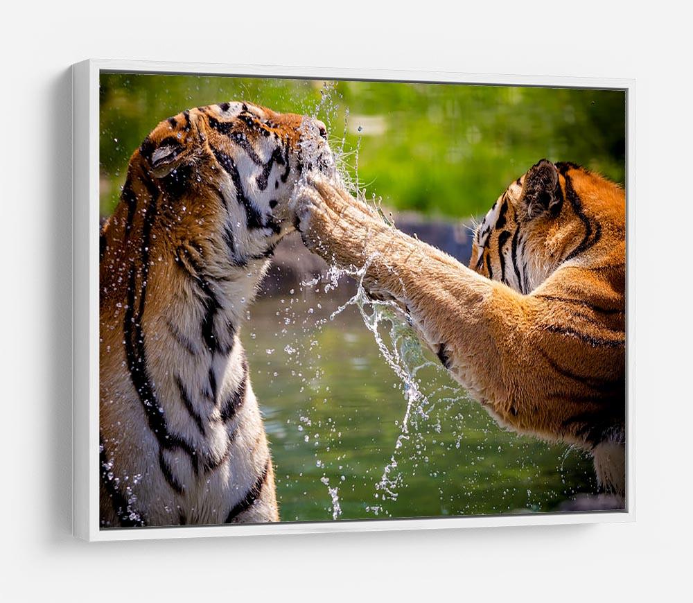 Two adult tigers at play in the water HD Metal Print - Canvas Art Rocks - 7