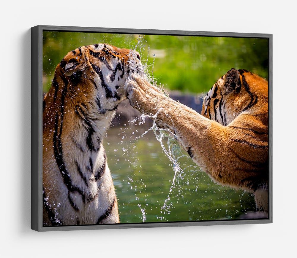 Two adult tigers at play in the water HD Metal Print - Canvas Art Rocks - 9