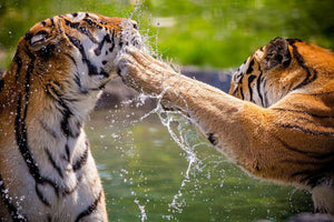 Two adult tigers at play in the water Wall Mural Wallpaper - Canvas Art Rocks - 1