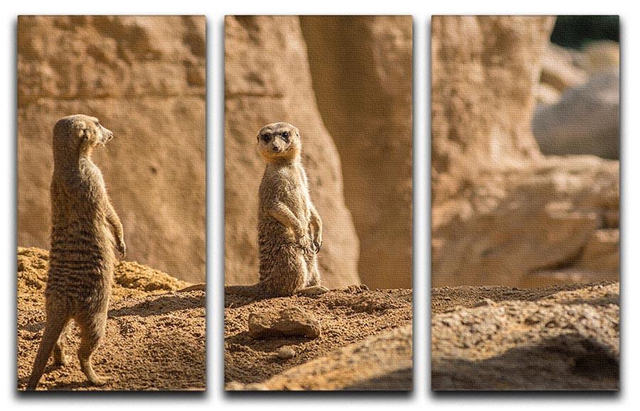 Two alert Meerkats in the desert 3 Split Panel Canvas Print - Canvas Art Rocks - 1