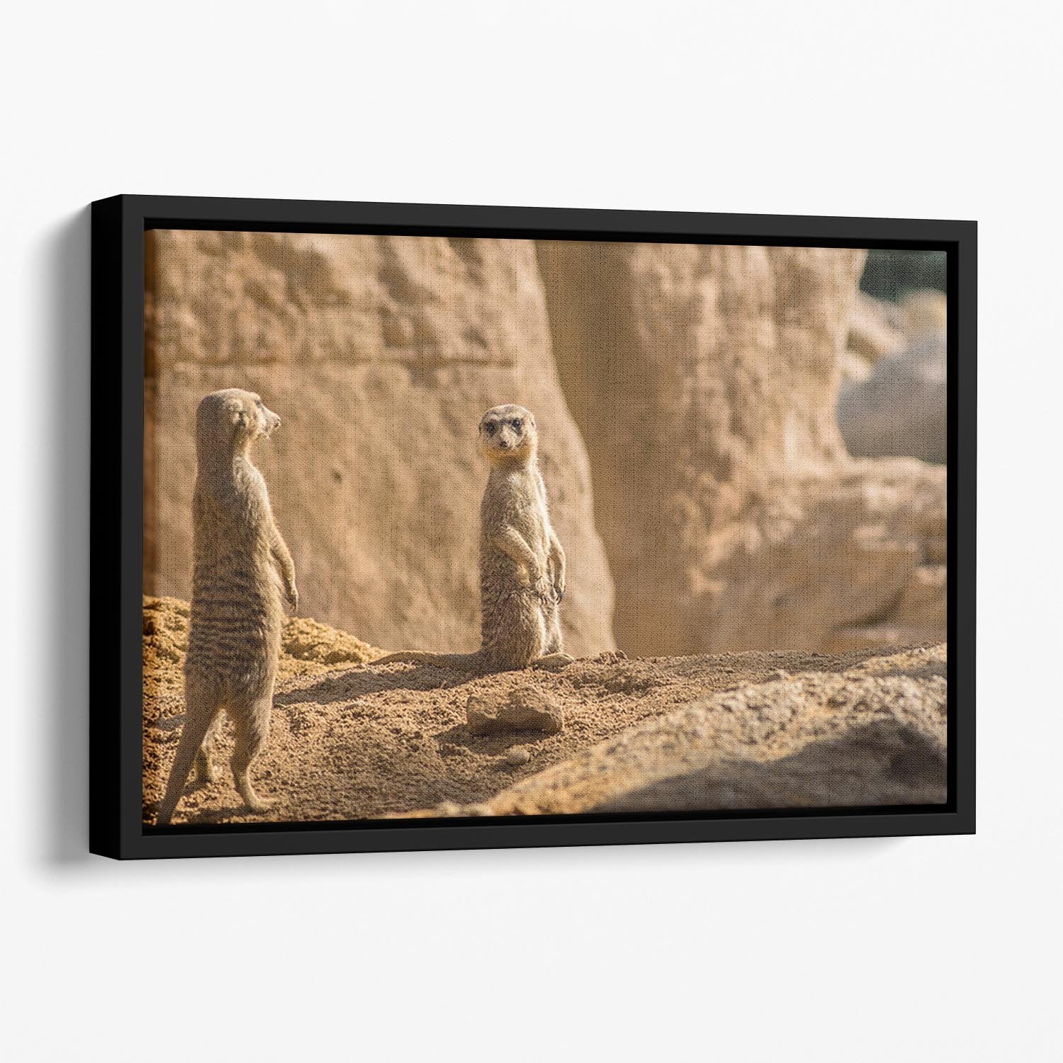 Two alert Meerkats in the desert Floating Framed Canvas - Canvas Art Rocks - 1