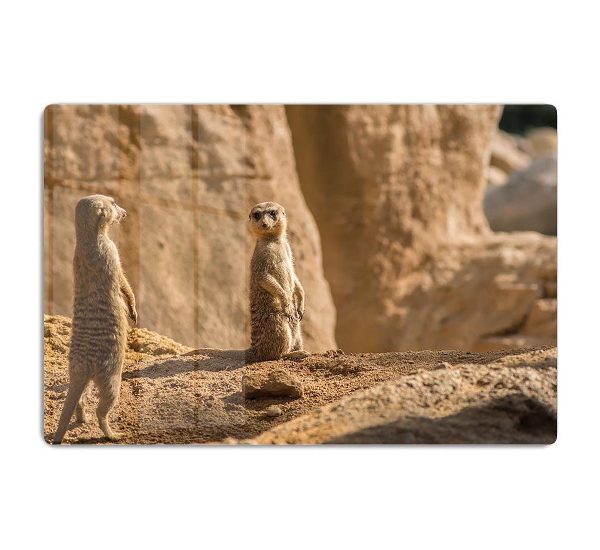 Two alert Meerkats in the desert HD Metal Print - Canvas Art Rocks - 1