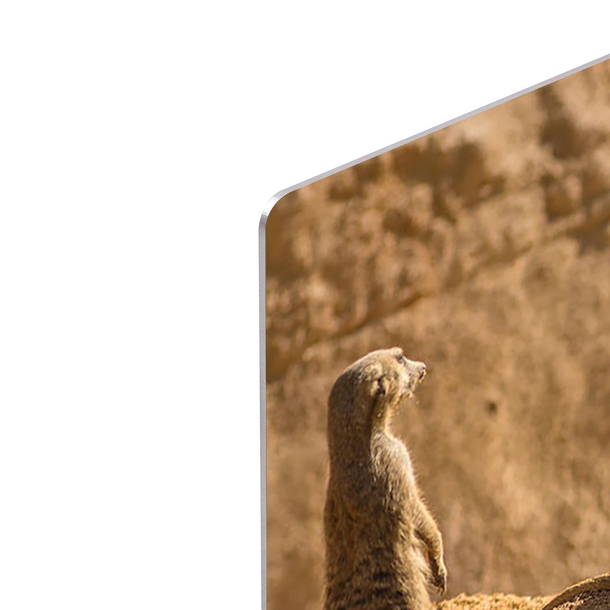 Two alert Meerkats in the desert HD Metal Print - Canvas Art Rocks - 4